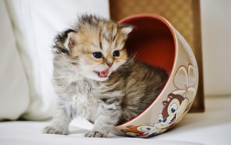кот, мордочка, кошка, взгляд, котенок, чашка, малыш, лапки, cat, muzzle, look, kitty, cup, baby, legs