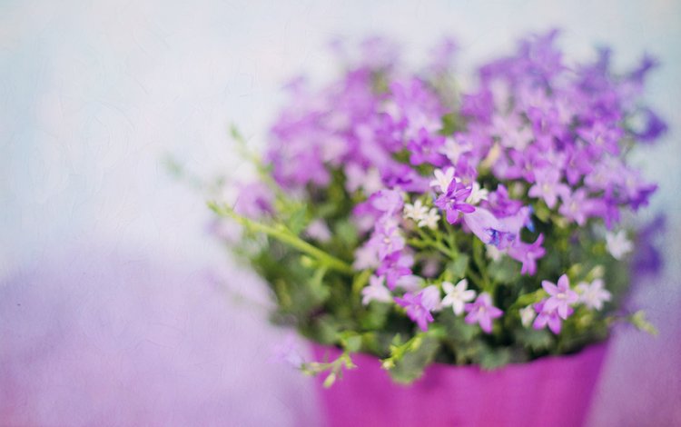 цветы, лепестки, размытость, букет, фиолетовые, сиреневые, flowers, petals, blur, bouquet, purple, lilac