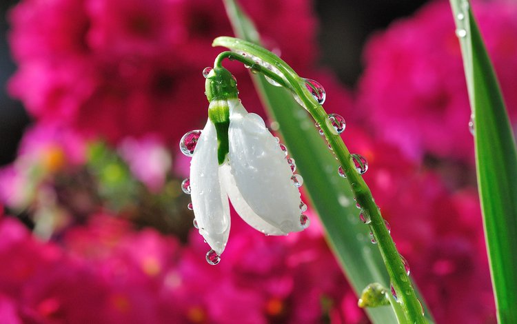 цветок, капли, размытость, весна, подснежник, капельки росы, flower, drops, blur, spring, snowdrop, drops of dew