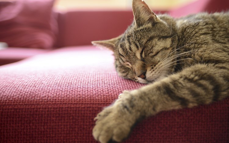 кот, мордочка, кошка, сон, лапка, cat, muzzle, sleep, foot