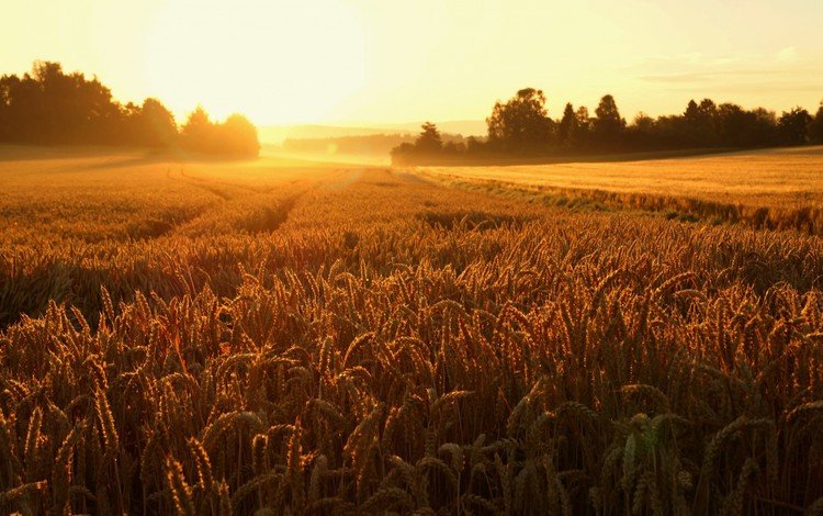 восход, природа, пейзаж, поле, колосья, пшеница, sunrise, nature, landscape, field, ears, wheat