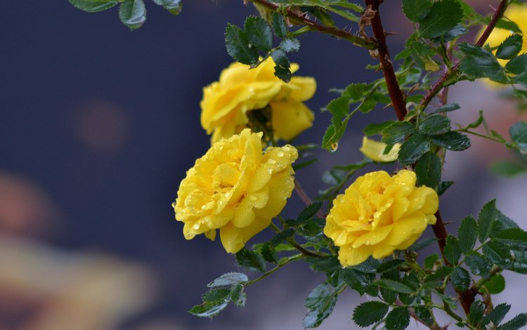 цветы, ветка, капли, розы, жёлтые розы, flowers, branch, drops, roses, yellow roses