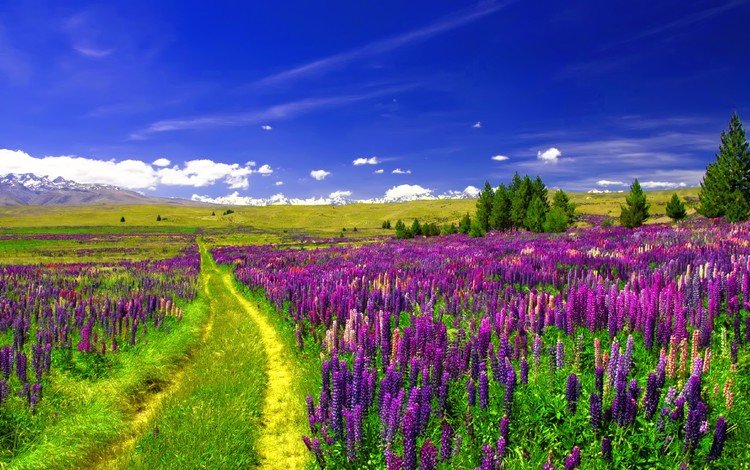 небо, дорога, цветы, облака, поле, люпины, the sky, road, flowers, clouds, field, lupins