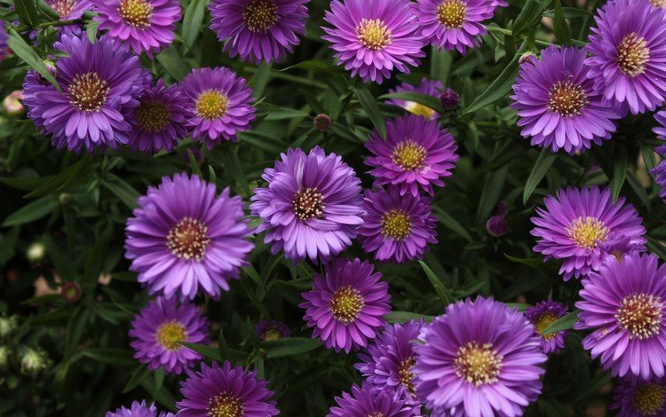 цветы, фиолетовые, маргаритки, астры, flowers, purple, daisy, asters