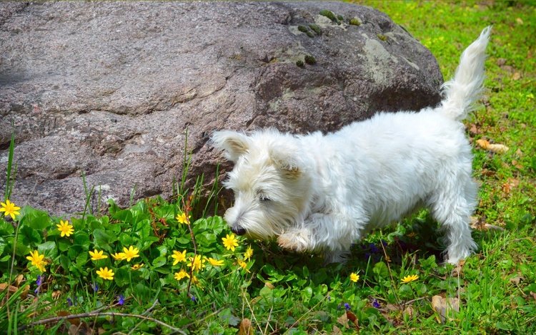 природа, собака, весна, лютики, вест-хайленд-уайт-терьер, nature, dog, spring, buttercups, the west highland white terrier