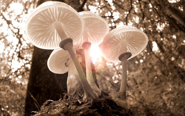свет, природа, лес, осень, грибы, шляпки, light, nature, forest, autumn, mushrooms, hats
