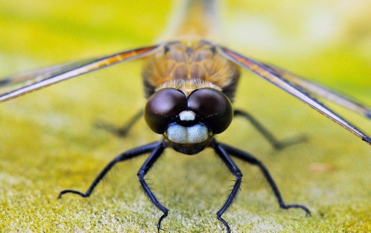 глаза, насекомое, крылья, стрекоза, лапки, крупным планом, eyes, insect, wings, dragonfly, legs, closeup