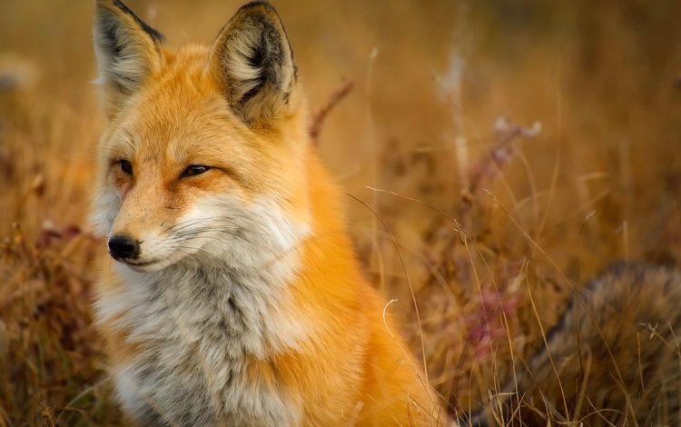 морда, природа, фон, лиса, лисица, face, nature, background, fox