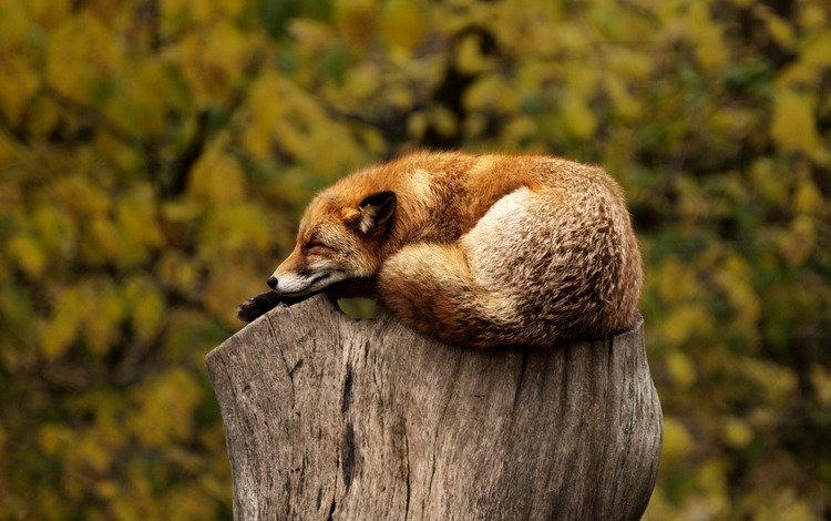 лиса, лисица, животное, пень, дикая природа, fox, animal, stump, wildlife