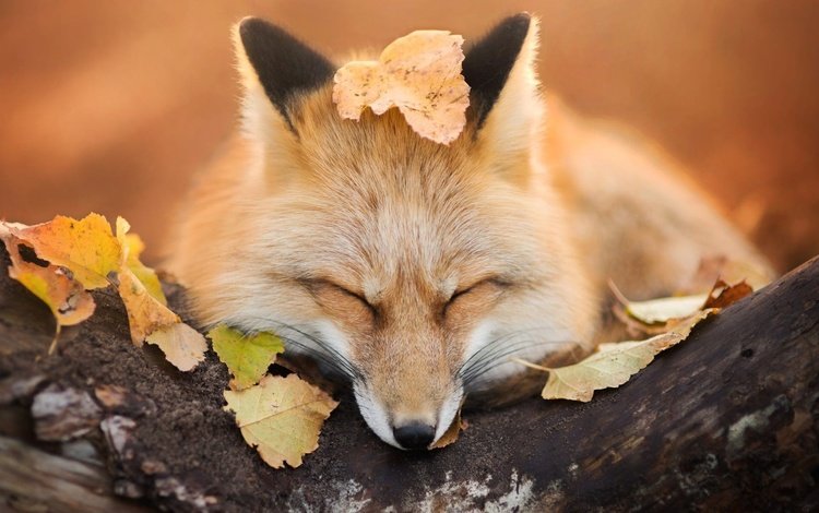дерево, листья, мордочка, осень, сон, лиса, лисица, закрытые глаза, tree, leaves, muzzle, autumn, sleep, fox, closed eyes