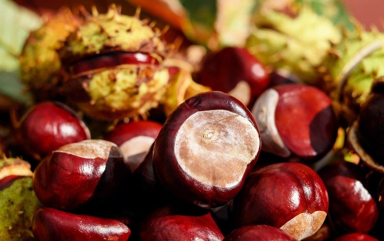 орехи, плоды, каштаны, крупным планом, каштан, nuts, fruit, chestnuts, closeup, chestnut