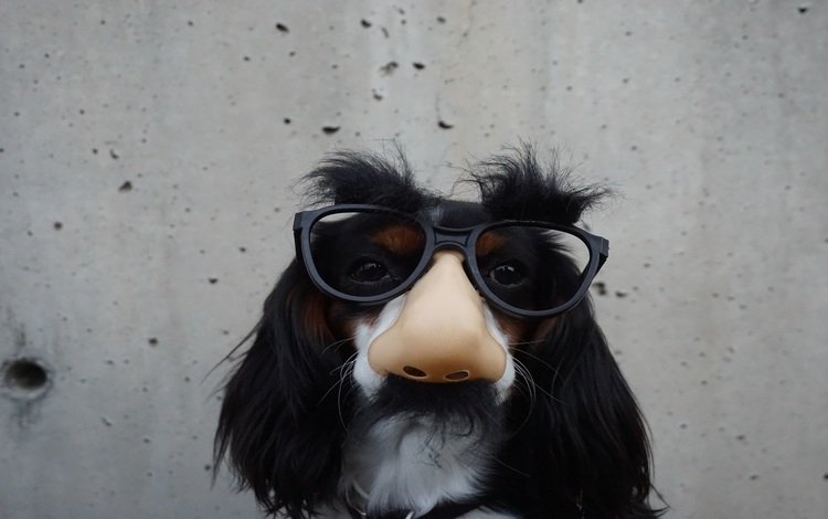 очки, стена, собака, юмор, нос, спаниель, glasses, wall, dog, humor, nose, spaniel
