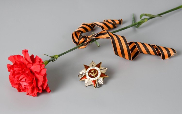 цветок, день победы, 9 мая, гвоздика, георгиевская ленточка, flower, victory day, may 9, carnation, george ribbon