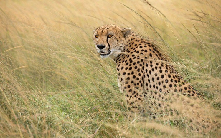 трава, хищник, гепард, дикая кошка, grass, predator, cheetah, wild cat
