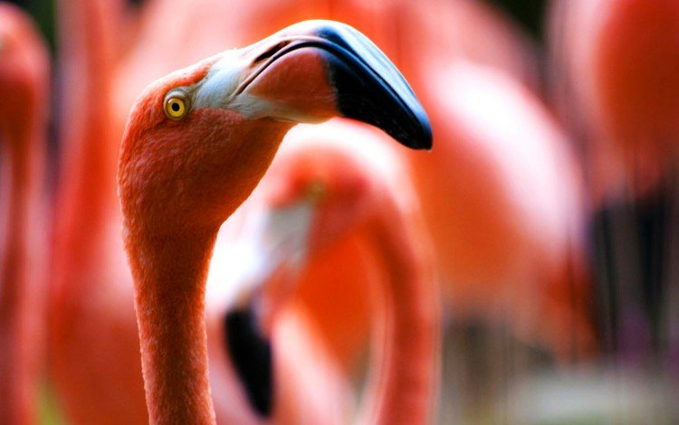 фламинго, размытость, птицы, клюв, шея, крупным планом, flamingo, blur, birds, beak, neck, closeup