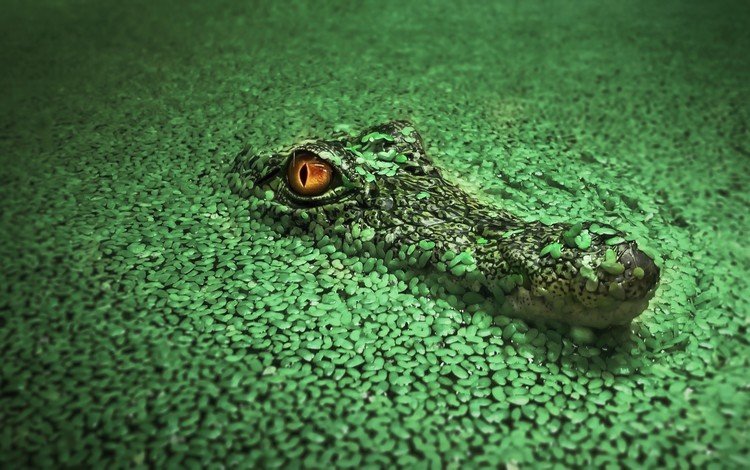 вода, крокодил, водоросли, рептилия, ряска, пресмыкающиеся, water, crocodile, algae, reptile, duckweed, reptiles