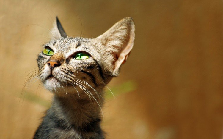 кот, мордочка, усы, кошка, взгляд, ушки, зеленые глаза, cat, muzzle, mustache, look, ears, green eyes