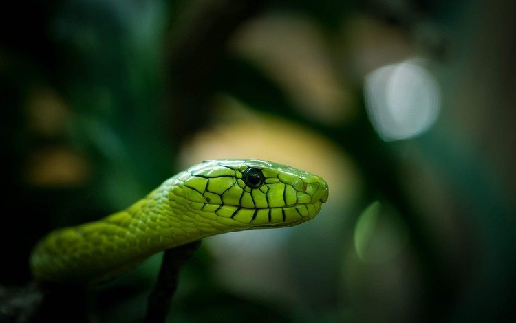 размытость, змея, зеленая, голова, рептилия, пресмыкающиеся, blur, snake, green, head, reptile, reptiles