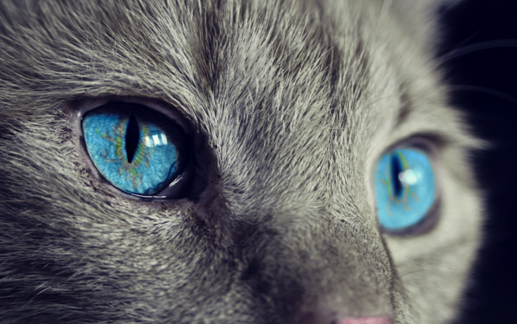 кот, мордочка, кошка, взгляд, голубые глаза, крупным планом, cat, muzzle, look, blue eyes, closeup