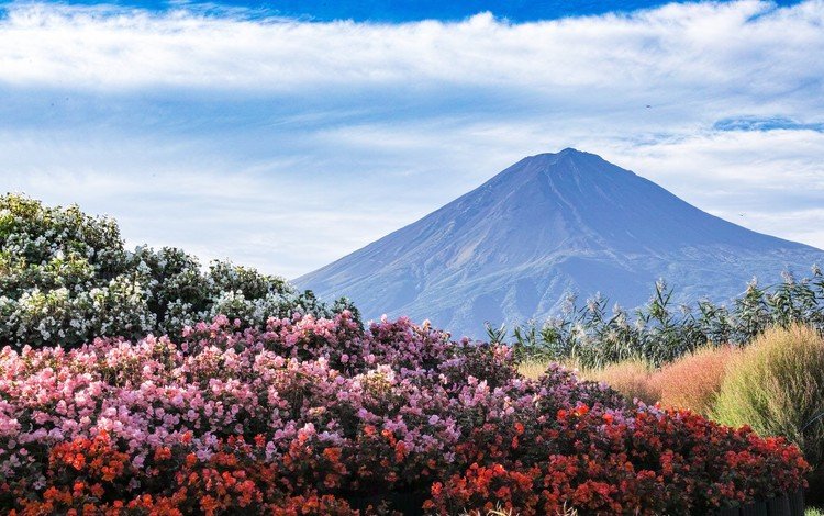 небо, цветы, пейзаж, гора, япония, вулкан, фуджи, фудзияма, the sky, flowers, landscape, mountain, japan, the volcano, fuji