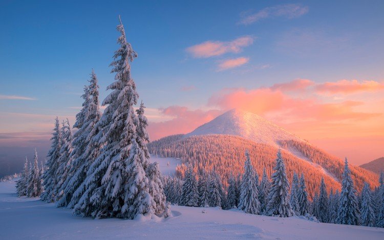 деревья, горы, снег, закат, зима, сосны, карпаты, trees, mountains, snow, sunset, winter, pine, carpathians