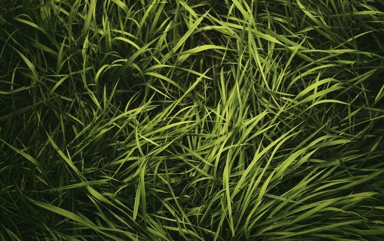 трава, природа, зелёный, лужайка, газон, grass, nature, green, lawn