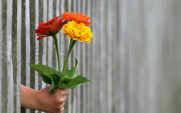 цветы, рука, забор, букет, цинния, цин, flowers, hand, the fence, bouquet, zinnia