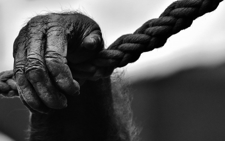чёрно-белое, веревка, лапа, обезьяна, горилла, black and white, rope, paw, monkey, gorilla