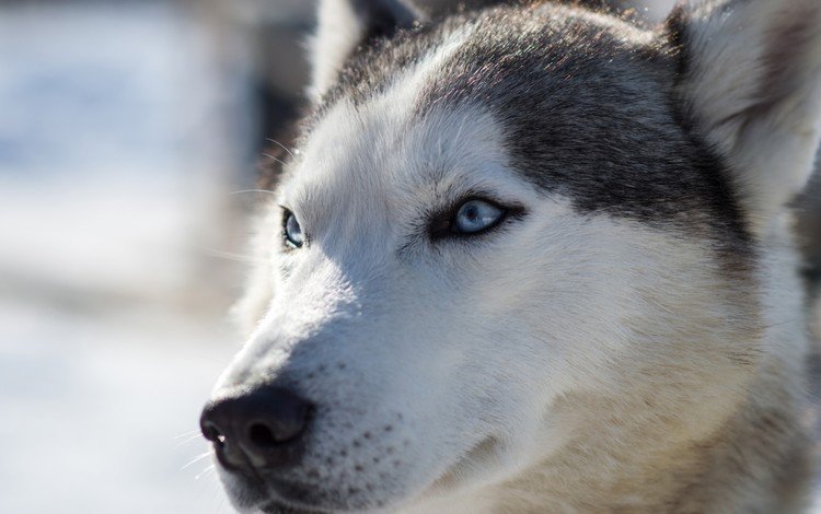 мордочка, собака, хаски, голубые глаза, сибирский хаски, muzzle, dog, husky, blue eyes, siberian husky