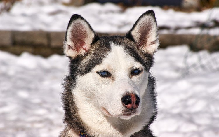 снег, зима, собака, щенок, хаски, сибирский хаски, snow, winter, dog, puppy, husky, siberian husky