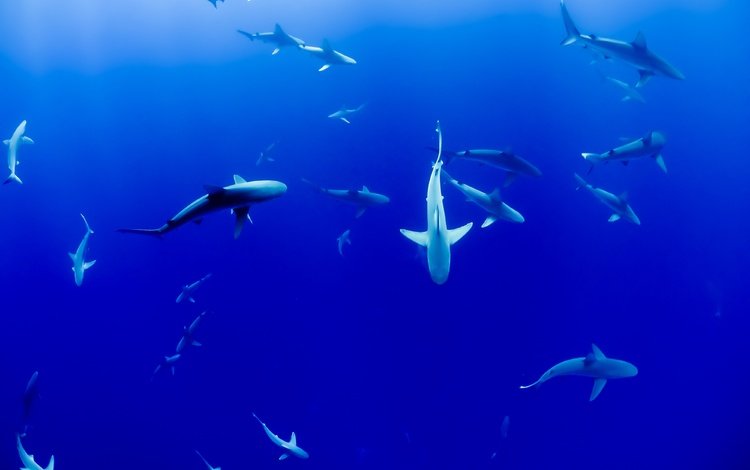 море, рыбы, океан, акула, подводный мир, акулы, sea, fish, the ocean, shark, underwater world, sharks