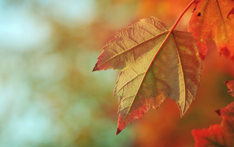 природа, осень, размытость, кленовый лист, осенние листья, nature, autumn, blur, maple leaf, autumn leaves