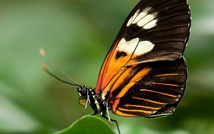 насекомое, бабочка, крылья, крупным планом, геликонида, insect, butterfly, wings, closeup