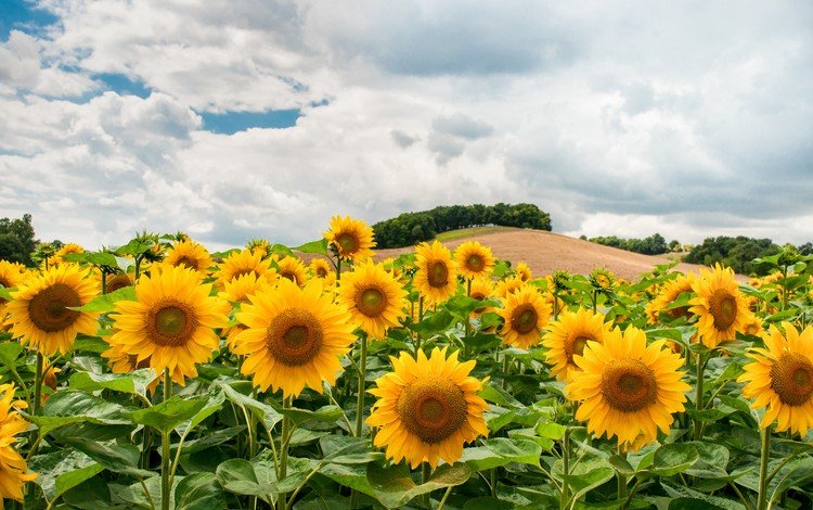 облака, поле, подсолнух, подсолнухи, холм, clouds, field, sunflower, sunflowers, hill