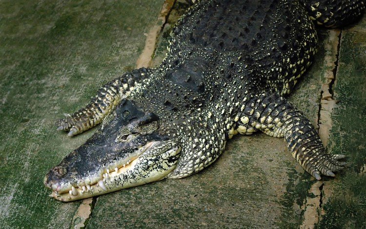 хищник, крокодил, пресмыкающиеся, аллигатор, predator, crocodile, reptiles, alligator
