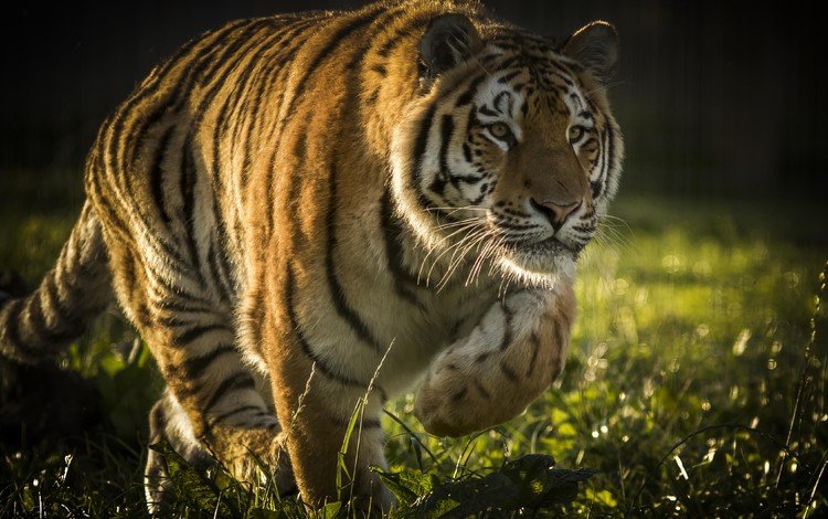 тигр, морда, лапы, хищник, большая кошка, tiger, face, paws, predator, big cat