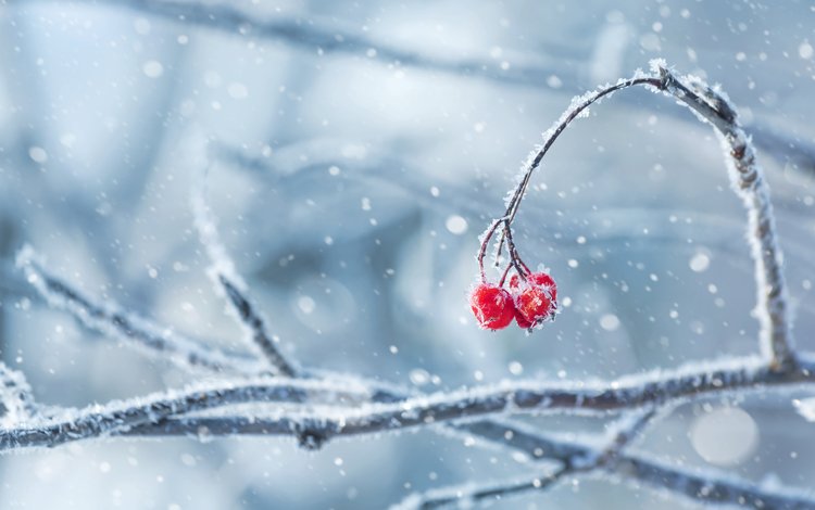 снег, природа, зима, ветки, иней, ягоды, snow, nature, winter, branches, frost, berries