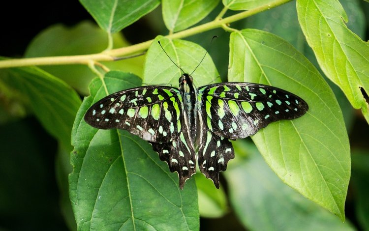 насекомое, бабочка, крылья, зеленые листья, graphium agamemnon, графиум агамемнон, insect, butterfly, wings, green leaves