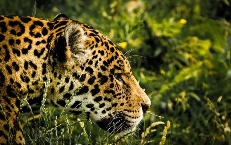 трава, леопард, хищник, профиль, ягуар, голова, grass, leopard, predator, profile, jaguar, head