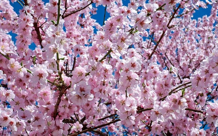 цветы, природа, цветение, весна, сакура, flowers, nature, flowering, spring, sakura
