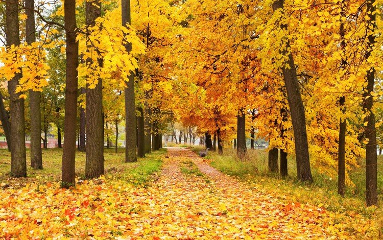 деревья, природа, лес, листья, парк, осень, аллея, trees, nature, forest, leaves, park, autumn, alley