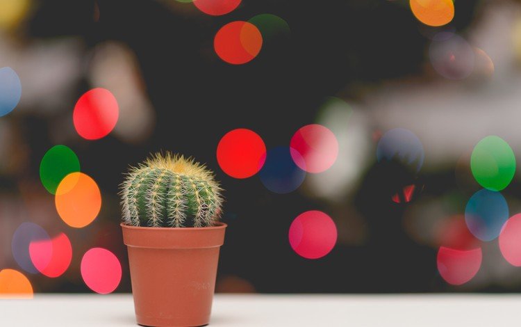 цветок, блики, колючки, кактус, боке, горшочек, flower, glare, barb, cactus, bokeh, pot