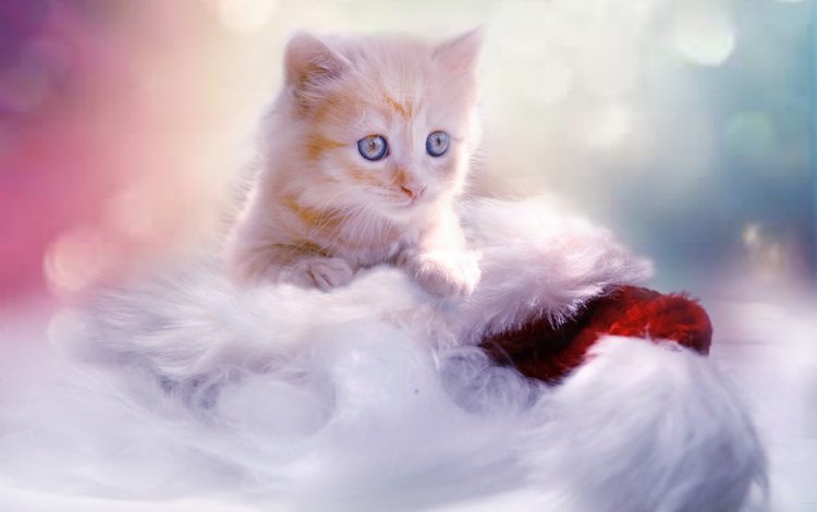 кот, мордочка, кошка, взгляд, котенок, рыжий, голубоглазый, cat, muzzle, look, kitty, red, blue-eyed