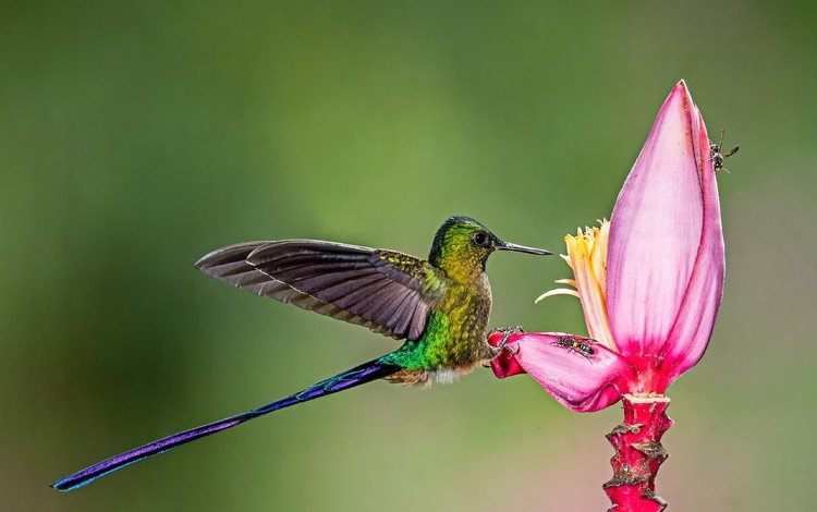 цветок, лепестки, птица, клюв, перья, колибри, крыдья, flower, petals, bird, beak, feathers, hummingbird