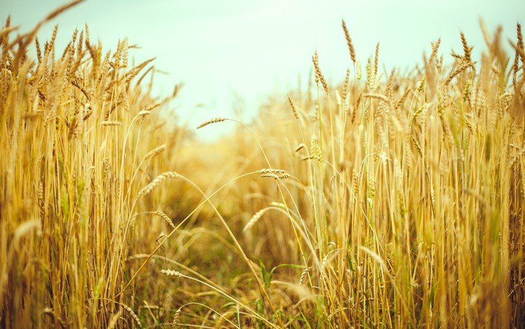 природа, макро, поле, лето, колосья, пшеница, колоски, рожь, nature, macro, field, summer, ears, wheat, spikelets, rye