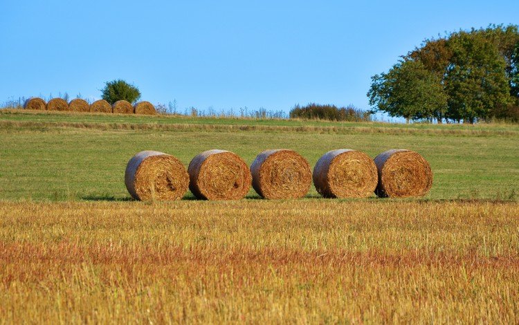 поле, сено, тюки, рулоны, сельское хозяйство, field, hay, bales, rolls