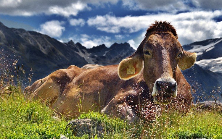 пейзаж, отдых, корова, альпы, домашний скот, крупный рогатый скот, жвачные животные, landscape, stay, cow, alps, livestock