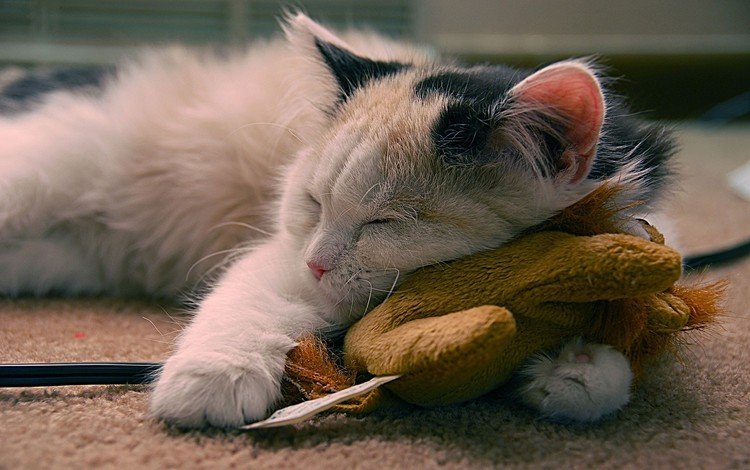 кот, мордочка, кошка, сон, игрушка, провод, лапки, cat, muzzle, sleep, toy, wire, legs