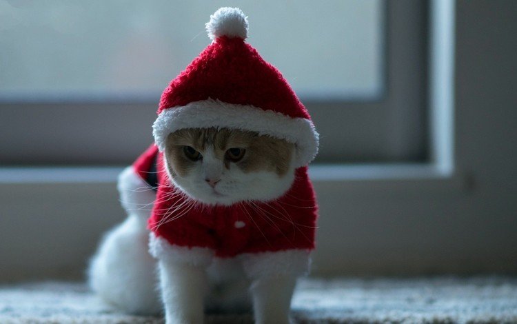 новый год, кот, мордочка, кошка, взгляд, костюм, new year, cat, muzzle, look, costume