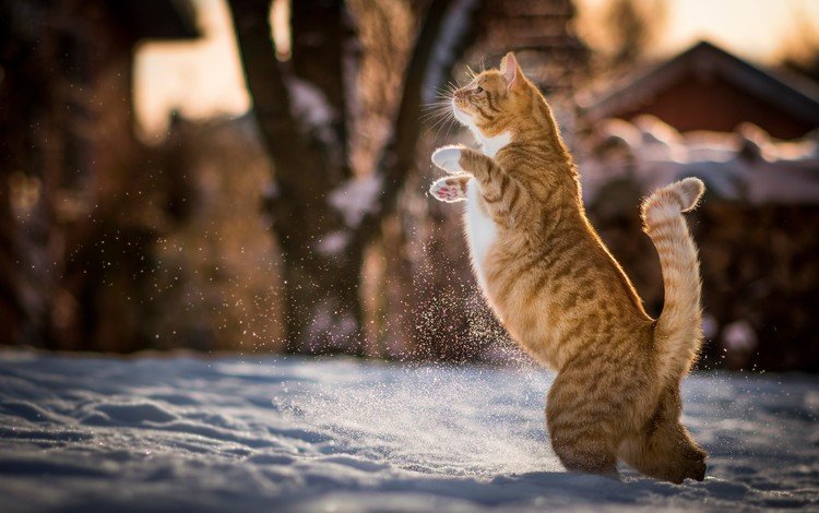 снег, зима, кот, кошка, животное, рыжий, хвост, snow, winter, cat, animal, red, tail